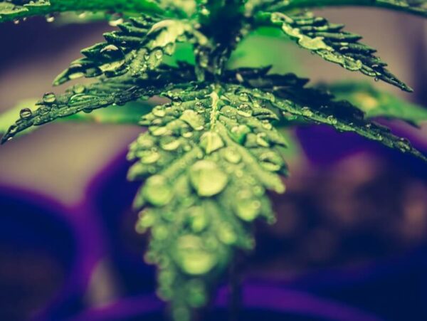 eine nasse Cannabispflanze
