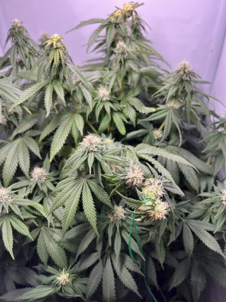 LST bei Lichtstress