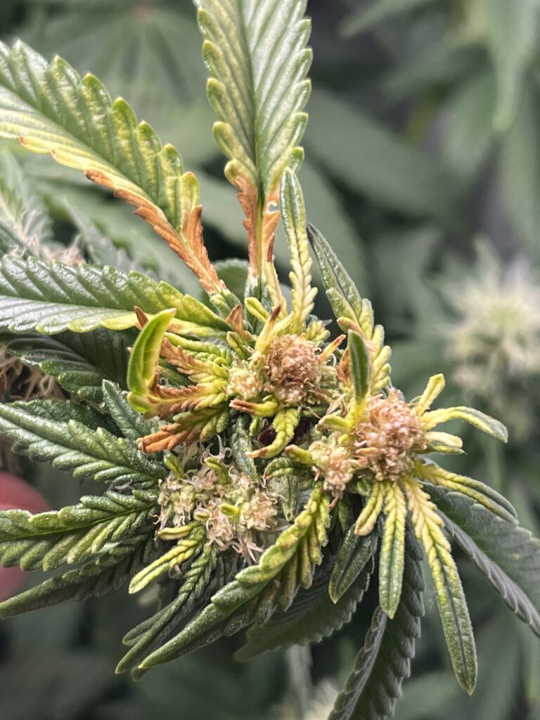 Lichtbrand Cannabis. Diese Fehler solltest du unbedingt vermeiden!