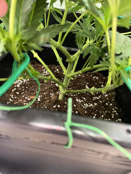 Cannabis ausdünnen geglückt.