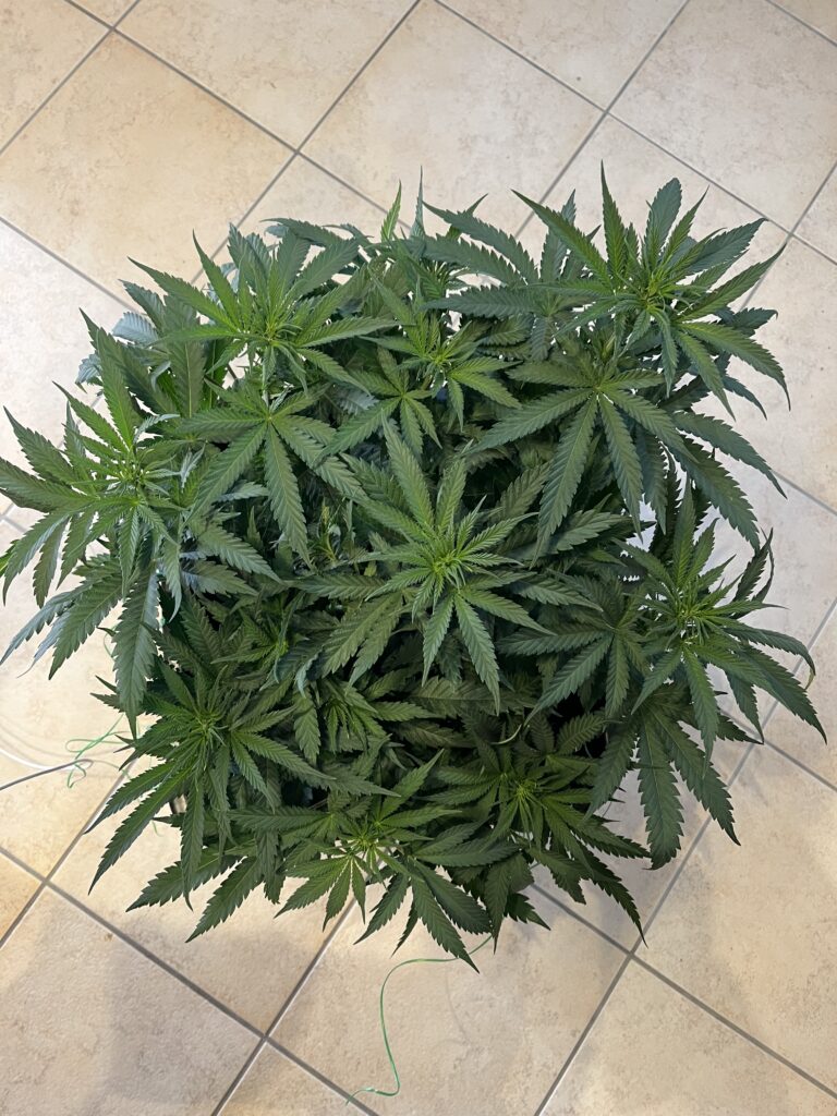 Cannabis ausdünnen und Lollipoppen - Mini Growbox Teil 8