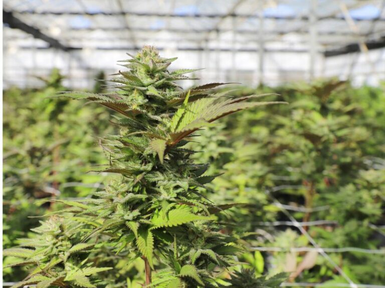 Cannabis Club fordert Schadensersatz nach Polizeieinsatz