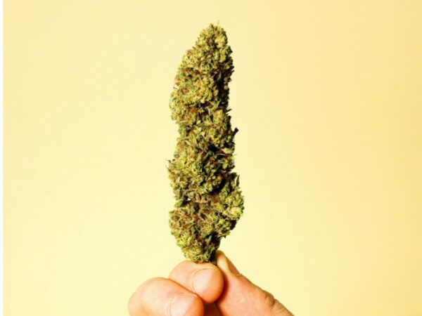 Eine Hand hält eine schöne Cannabisblüte. In Deutschland weiterhin legal möglich, das Gesetz bleibt bestehen. 