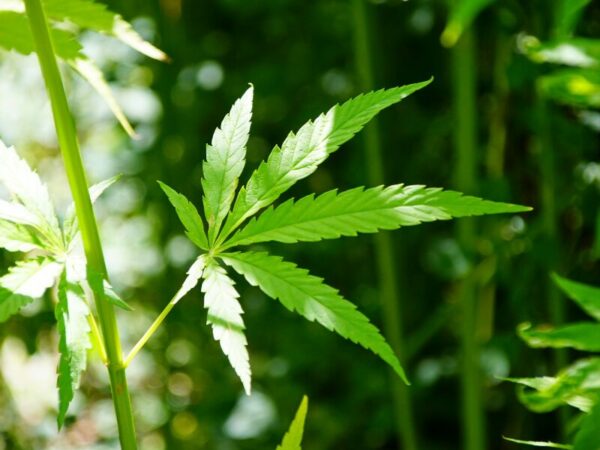 Welche Kräuter kann man im Vaporizer verdampfen?