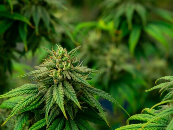 Cannabis Indoor anbauen - Hilfe dazu findest du bei CSC Connect