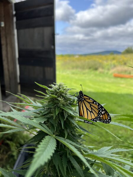 eine Cannabispflanze mit einem Schmetterling