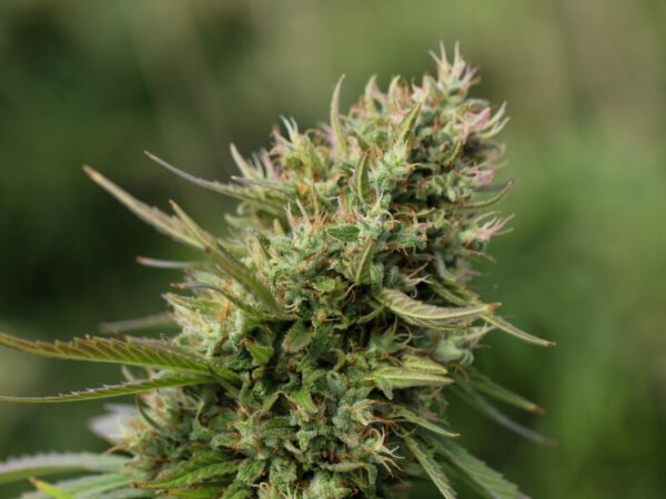 Autoflower vs Photoperiodisch - was ist besser für deinen Outdoor Grow?