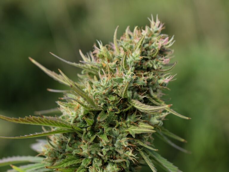 Autoflower vs Photoperiodisch – die ultimative Wahl für deinen Outdoor Grow
