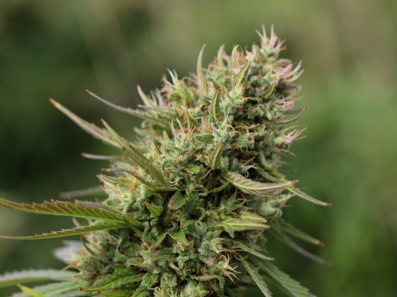 Autoflower vs Photoperiodisch - was ist besser für deinen Outdoor Grow?