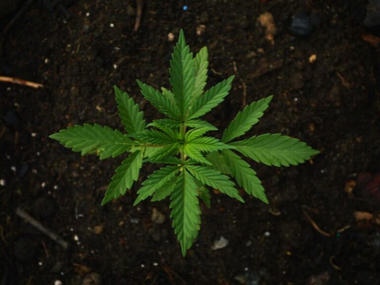 Cannabis Erde: Entscheidend für den erfolgreichen Outdoor-Grow