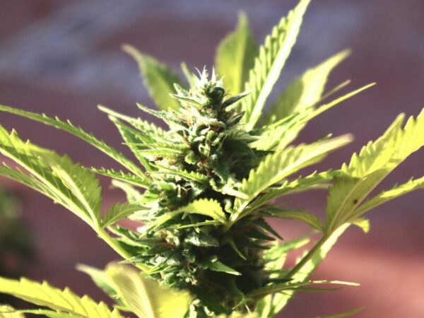 Eine Cannabispflanze im LIcht