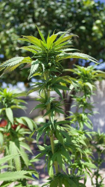 Eine Outdoor Cannabis Pflanze