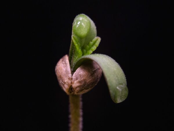 Cannabis Samen