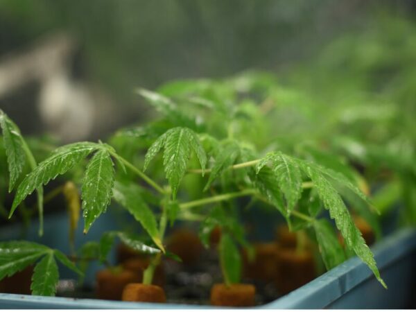 Cannabis Setzlinge für den Outdoor Grow