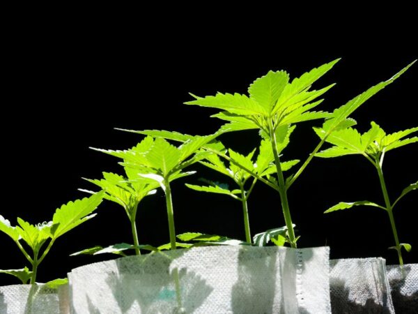 kleine Cannabis Pflänzchen