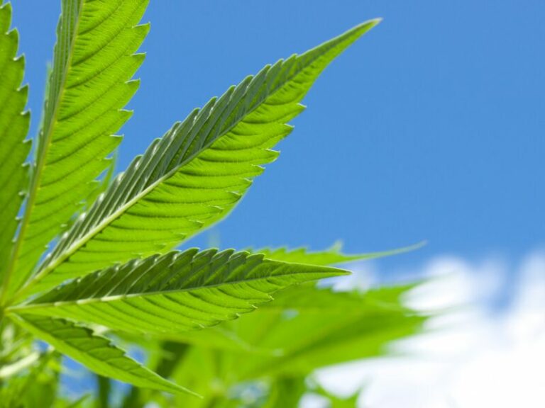 Cannabis Outdoor Grow: Die 5 wichtigsten Do’s & Don’ts