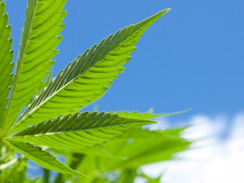 Ein Cannabis Blatt unter freiem Himmel - der Outdoor Grow wird immer beliebter