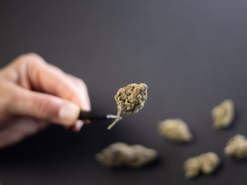 Studie in der Schweiz - die legale Abgabe wird getestet. Hier ist eine Cannabisblüte zu sehen.