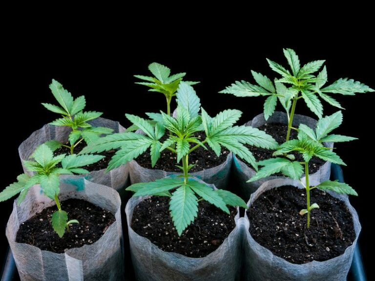 Handeltreiben mit Cannabis: Ist der Verkauf von Setzlingen legal?