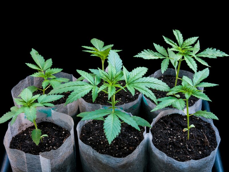 Handeltreiben mit Cannabis - hier sind Cannabis Setzlinge zu sehen.
