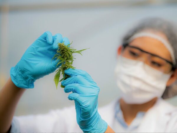 Eine Frau mit Schutzkleidung kontrolliert eine Cannabisblüte
