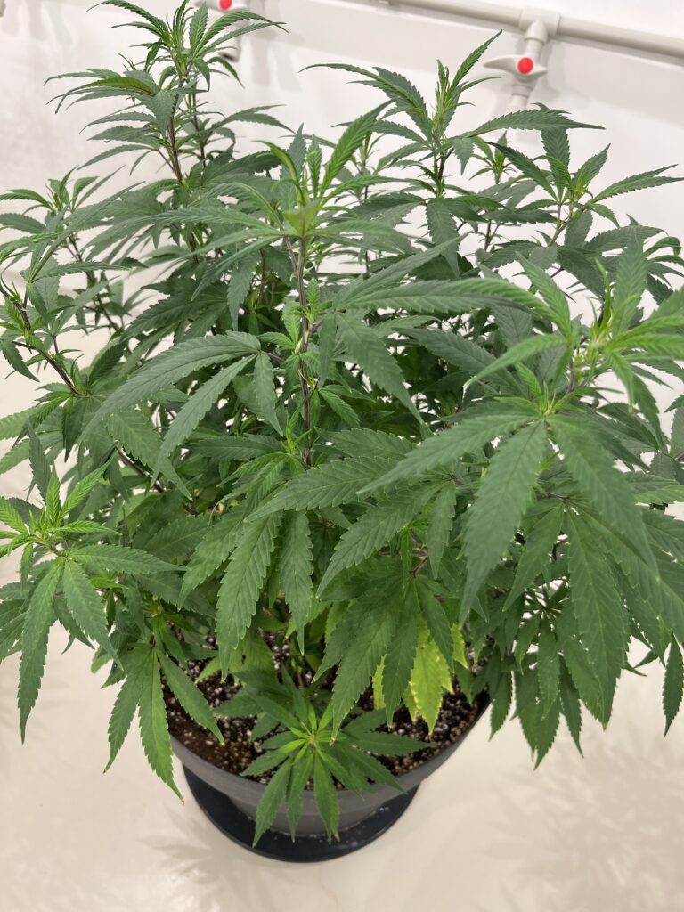 Cannabis Mutterpflanze. Dein Guide für gesunde Stecklinge und stabile Genetik