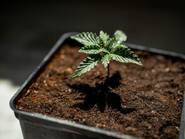 Ein Cannabis Setzling 