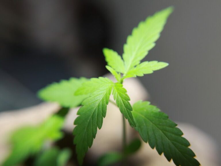 Cannabis Steckling: VG Köln bestätigt Verbot des gewerblichen Handels
