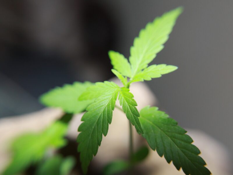 Ein Cannabis Steckling.