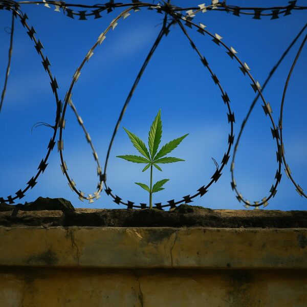 Cannabis im Gefängnis legal? Ein Cannabispflänzchen auf einer Gefängnismauer mit Stacheldraht.