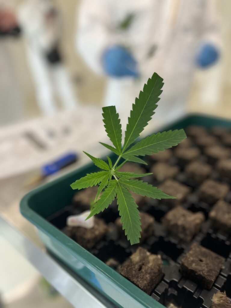 Cannabis Stecklinge erfolgreich ziehen. Dein Guide für starke Klone