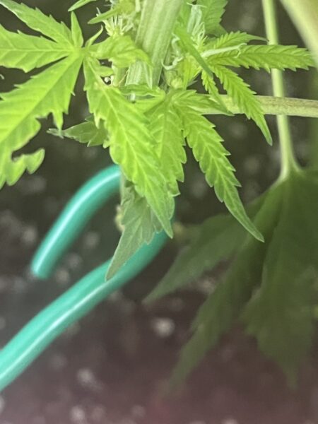 Eisenmangel beim Cannabis Grow