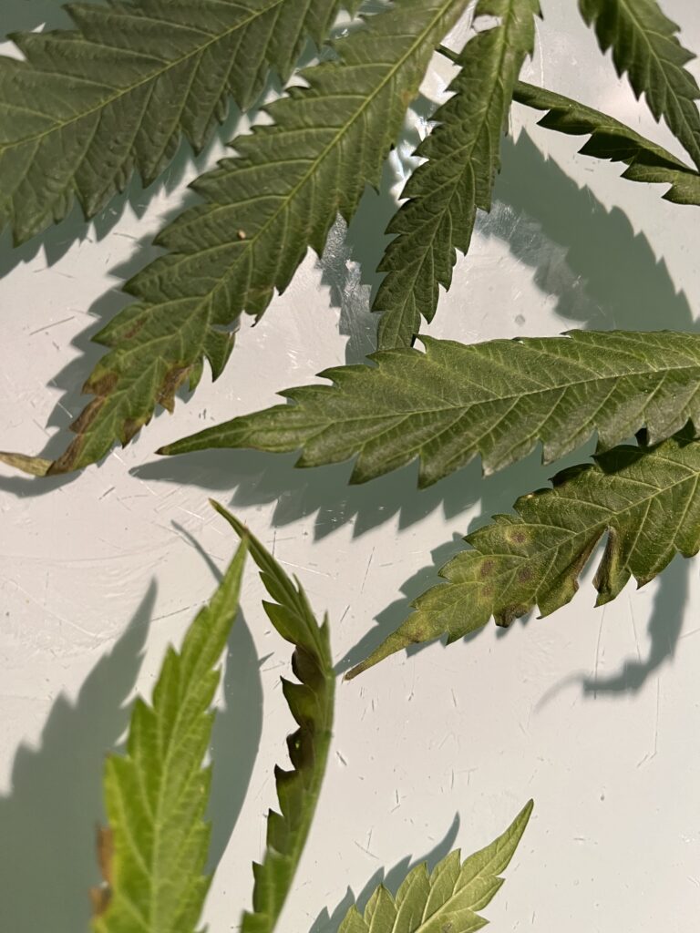 Mangelerscheinungen im Growzelt beheben - Growbox 10