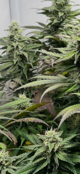 Mangelerscheinungen Cannabispflanzen