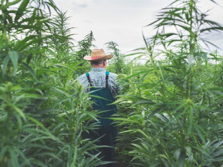 Biolandwirt muss Betrieb schließen – Bayerns harter Kurs gegen Cannabis