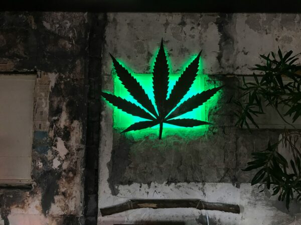 Änderungen im Cannabisgesetz sind vorgesehen. Ein Cannabisblatt mit grünem Licht auf einer Wand