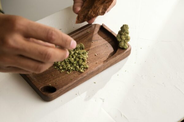 medizinisches Cannabis wird zerkleinert. 