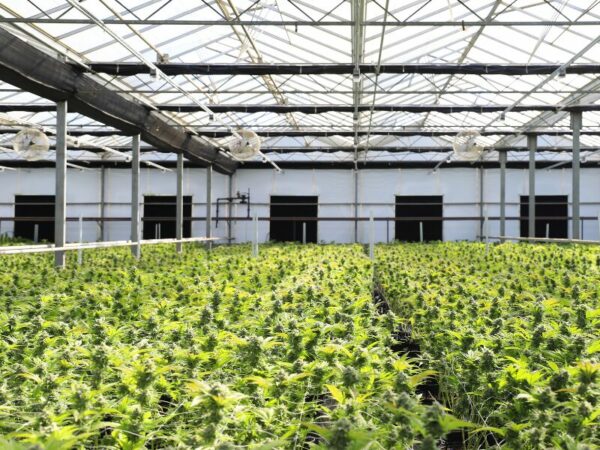 eine Anbaustätte von medizinischem Cannabis