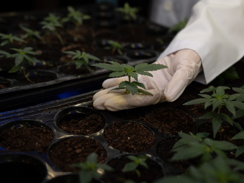 Anbauvereine in Deutschland benötigen weniger strenge regeln. Eine behandschuhte Hand hebt einen Cannabis Steckling