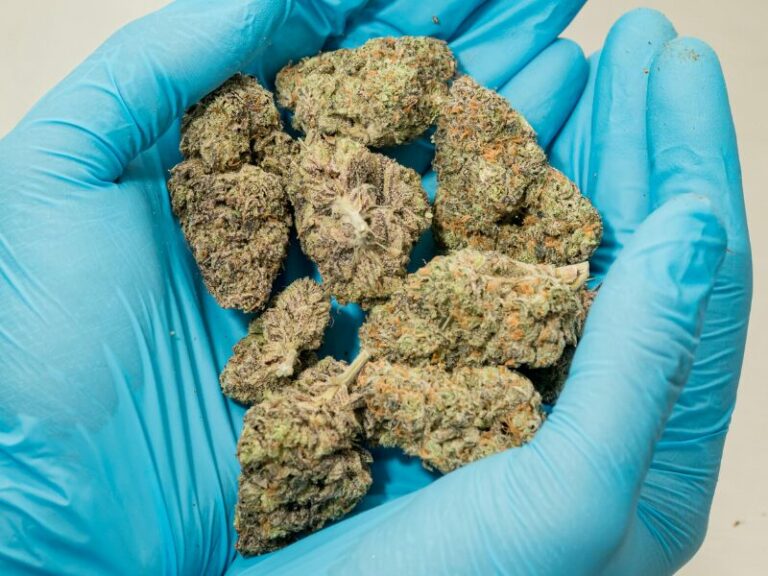 Cannabis Höchstmenge 2025 erreicht: schnelle Nachschätzung angekündigt