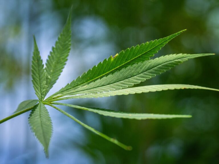 Cannabislegalisierung in Europa - Aktuelles und die Entwicklung