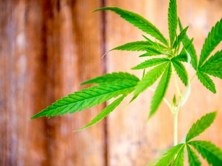Hanfpflanze im Garten: Diese 5 Vorteile bringt diese faszinierende Pflanze