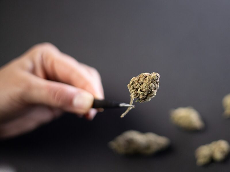 wird es bald ein Verbot von medizinischen Cannabisblüten geben, wie hier eine zu sehen ist?