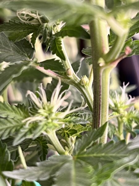 Cannabis Zwitter