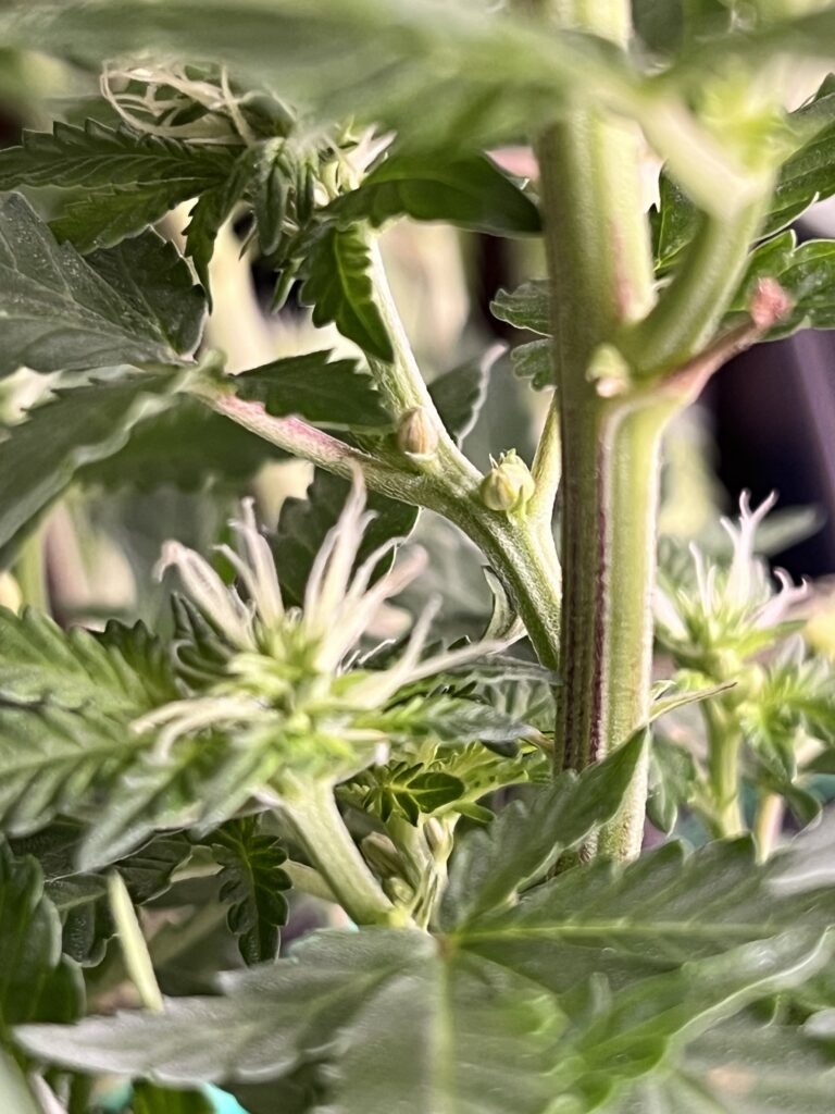 Cannabis Zwitter - Mit diesen 5 Tipps rettest du deine Ernte!