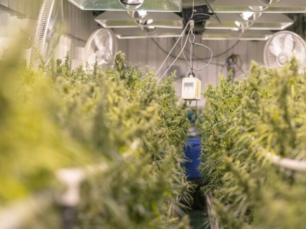 der Anbau von medizinischem Cannabis