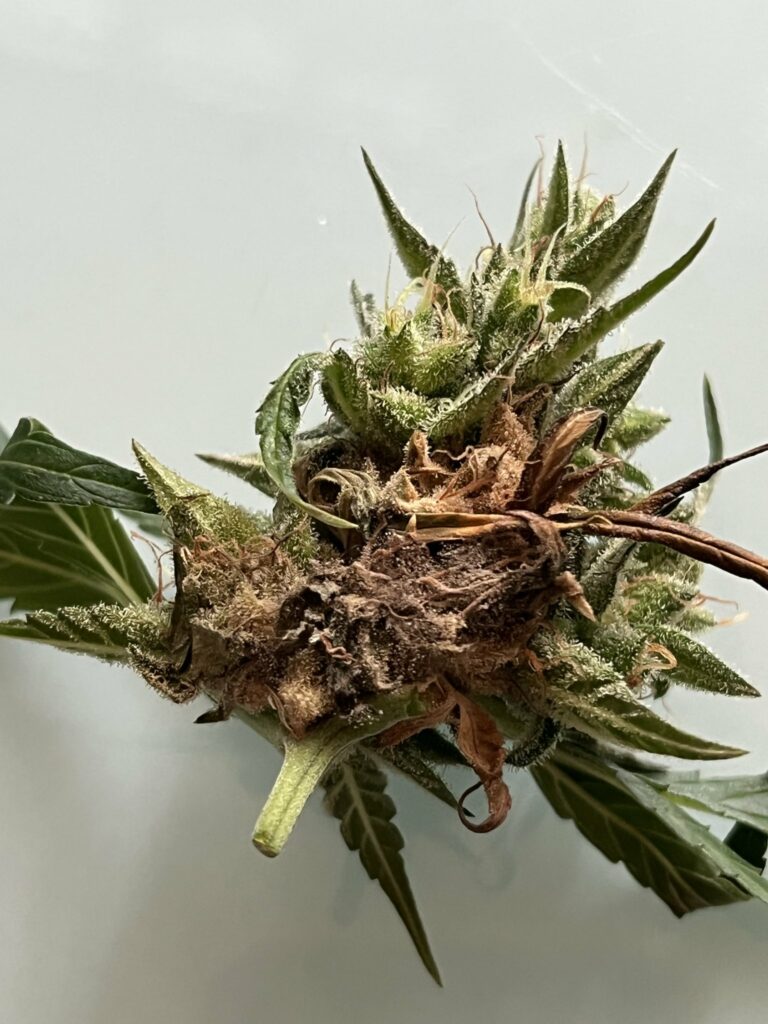 Budrot erkennen und stoppen! 7 ultimative Tipps gegen Schimmel
