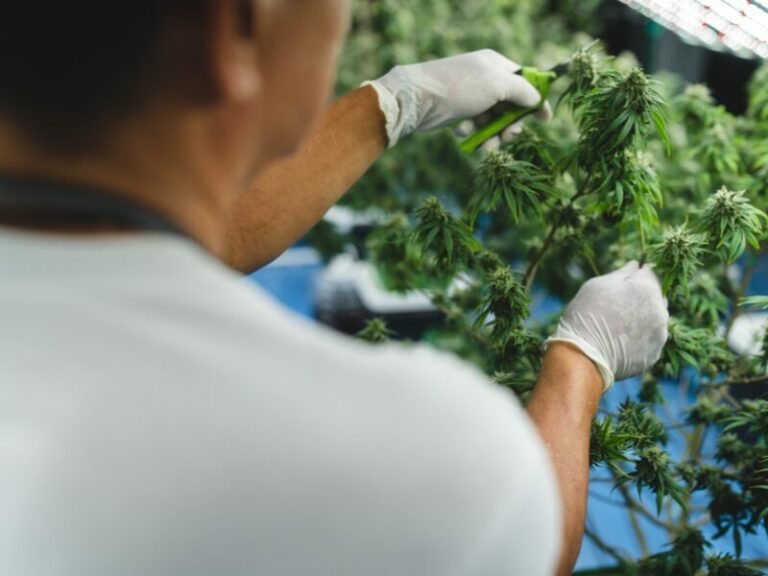 Der europäische Cannabismarkt in Zahlen und Fakten erklärt