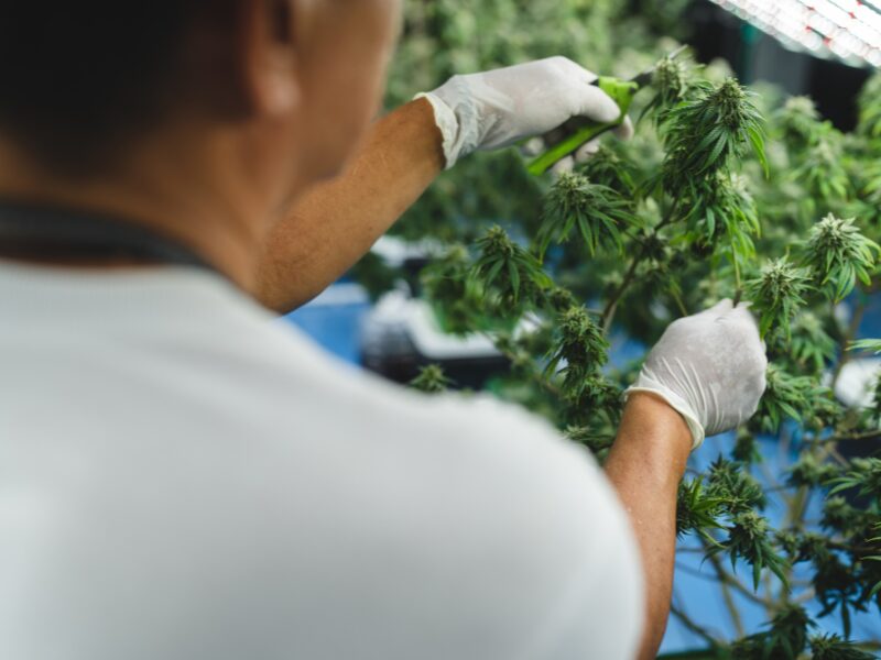 Der europäische Cannabismarkt boomt. Hier sieht man eine Person von hinten, die mit Handschuhen Cannabis schneidet