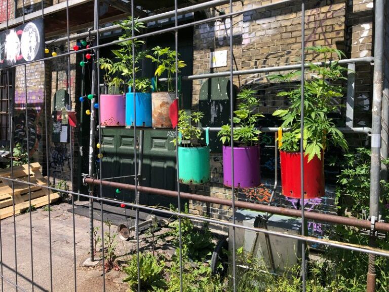 Hendrik Streeck will Cannabisgesetze wieder verschärfen – ein gefährlicher Plan